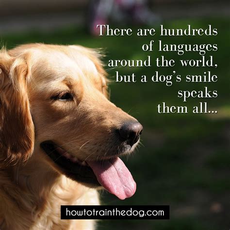 Dogs ️ Smiling Dogs Dog Quotes Dogs
