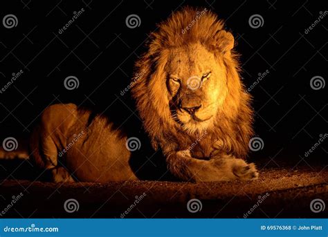 Magnificent Male Lion Stock Photo Image Of Night Safari 69576368