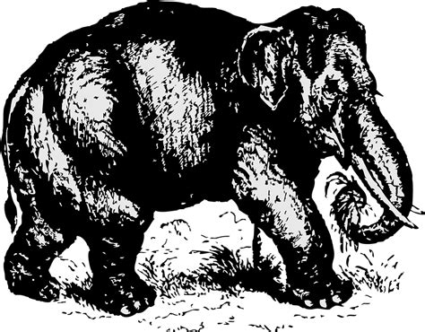 Free Vector Graphic Elephant Black Mammal Endangered Free Image