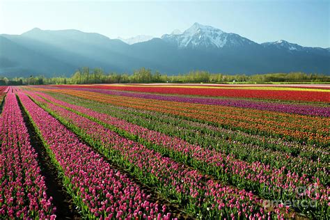 Cultivated Tulip Field Fraser Valley British Columbia Photograph By