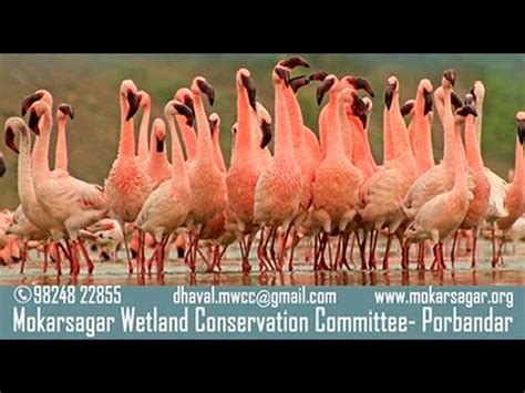 Andean flamingo mating dance, is the unintentionally hilarious mating dance of the phoenicopterus andinus, the andean flamingos. Courtship Dance of Lesser Flamingos at Porbandar - YouTube