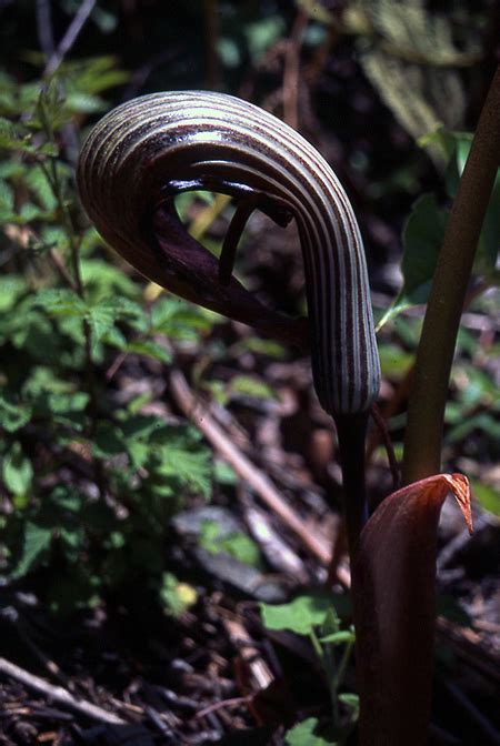 Arisaema franchetianum 'hugo' is a remarkable plant. Arisaema franchetianum