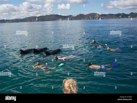 Swimming With Dolphins Fullers Dolphin Encounterspaihia Bay Of
