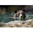 Bears Move Into New Beautiful Habitat  The Houston Zoo
