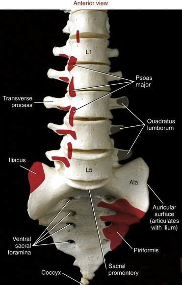 Pin On Lower Back Anatomy