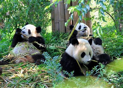 Giant Pandas Food Chengdu China Chengdu Giant Pandas Photos