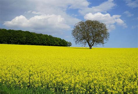 Hd Wallpaper Oilseed Rape Field Spring Field Of Rapeseeds Yellow