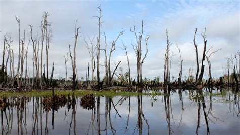 Flooding Of Lowland Peatlands In Southeast Asia Wetlands International