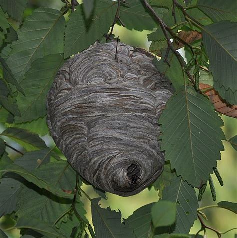 An Introdction To Paper Wasp Nests The Infinite Spider