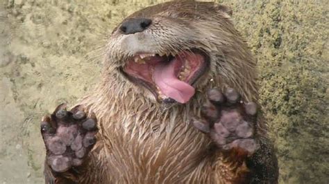 21 Funny Pictures Of Otters Otters Funny Animal Pictures Goofy Face