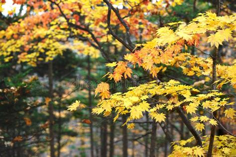 Gelbe Ahornblattgrenze Am Herbstwald Unscharfer Hintergrund Jahreszeit