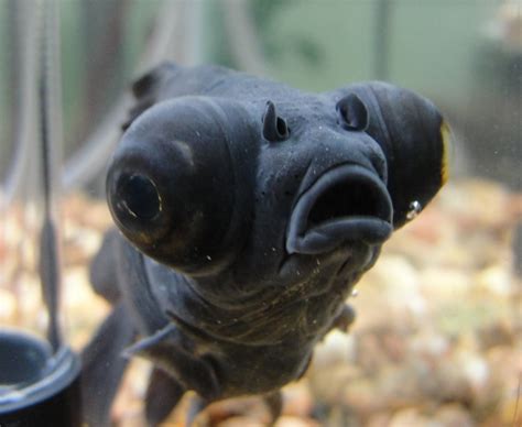 Peixe Zoiudo água Doce