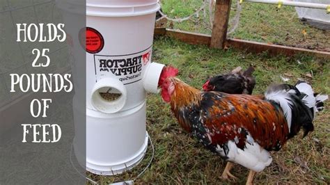 Diy Automatic Chicken Feeder Easiest Way To Feed Your Chickens With A