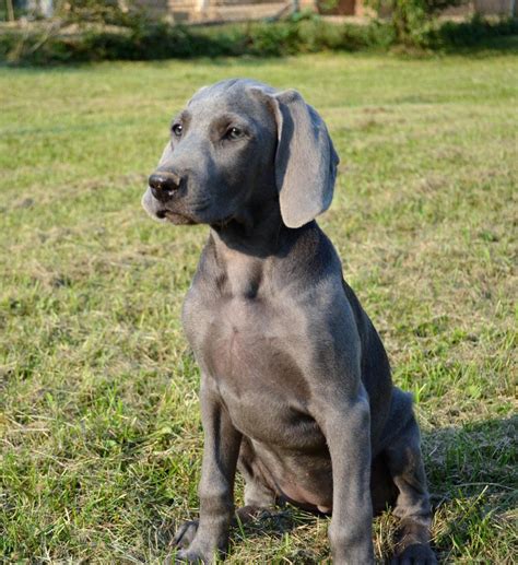 At this point, depending on your while vaccines are generally the same across the states, extra vaccinations are required in some. Cost to Ship 15- Week Old Weimaraner Puppy to Kelso | uShip