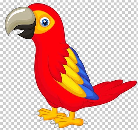 Parrot Talking Bird Png Clipart Animals Beak Bird