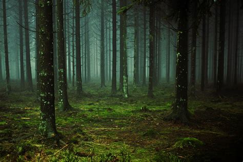 Fog In Forest Free Image Download