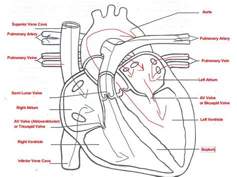 Labeling Parts Of The Heart New 301 Moved Permanently In