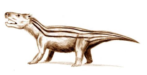 Cynodont Paleontology Wiki Fandom