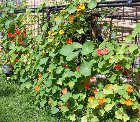 Click here to go to. Nasturtiums to cover a fence. Chain-Link Trellis: June ...