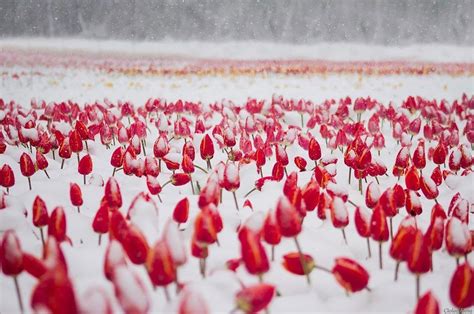 Beautiful Photos Of The Thousands Of Tulips Got Under Snow On The
