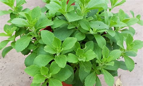Herb Plant Stevia 甜菊 15cm Pot 🌿 Furniture And Home Living Gardening