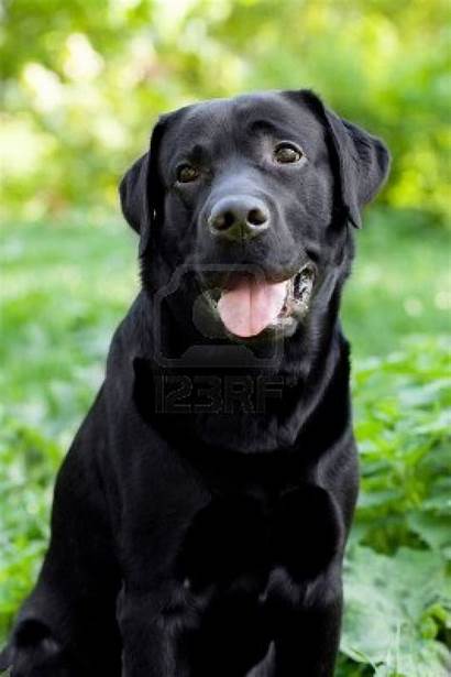 Labrador Retriever Dog Dogs Schwarzer Desktop Puppy