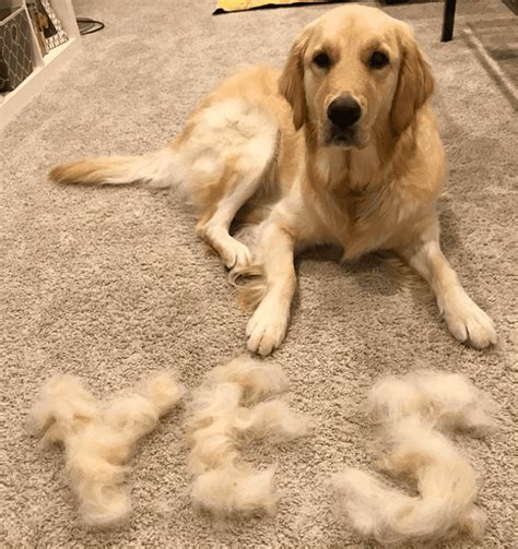 Do Golden Retrievers Shed A Lot And What To Do