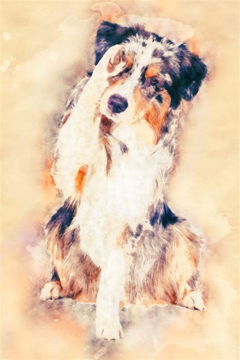 Australian Shepherd Print Canvas Portrait Artwork Custom Dog Etsy