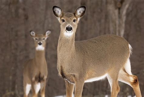 Whitetail are extremely adaptable and can thrive in a wide variety of habitat at high densities. 20 Deer Hunting Lies Your Granddaddy Told You | Realtree Camo