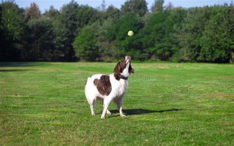 Dog Catching A Ball Stock Image Image Of Jumping Action 77004451