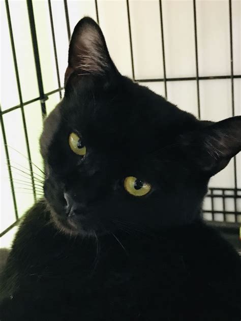 Adopt Boo On Petfinder In 2022 Homeless Pets Cat Adoption Humane