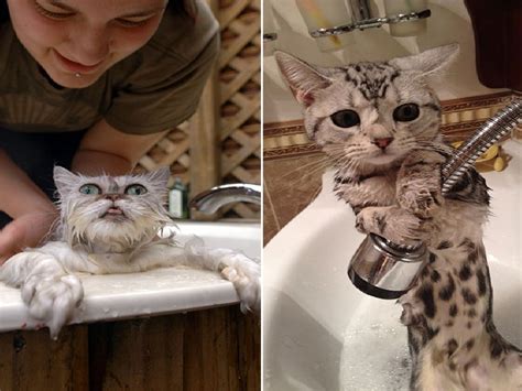 You're ready to go back to work. 16 unhappy cats after getting a bath