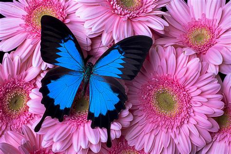 Dark Blue Butterfly Photograph By Garry Gay