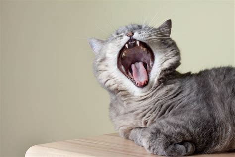Bad Breath Halitosis In Cats Cat World