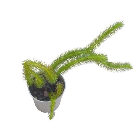 Kold (lycopodium), perekond, sgk kollalised koldjas selaginell ( selaginella selaginoides ), sgk selaginellilised , sõnajalgtaim koldkaer ( trisetum ), perekond, sgk kõrrelised Lycopodium squarrosum, 15,00