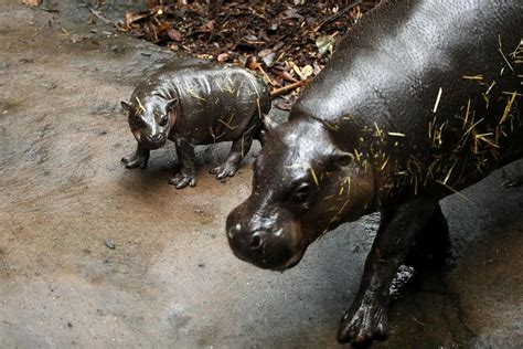 Tarongas Adorable Baby Pygmy Hippo Makes Her Debut The West Australian