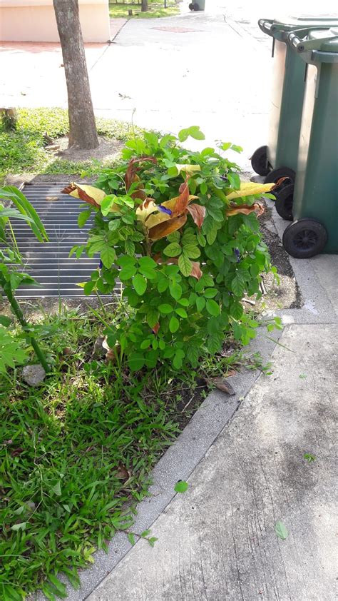 Selain bunga telang, ada beberapa jenis bunga lainnya yang bisa dimakan dan berpotensi memiliki manfaat untuk kesehatan. kebun sejemput...: Teh Bunga Telang - Blue Chai