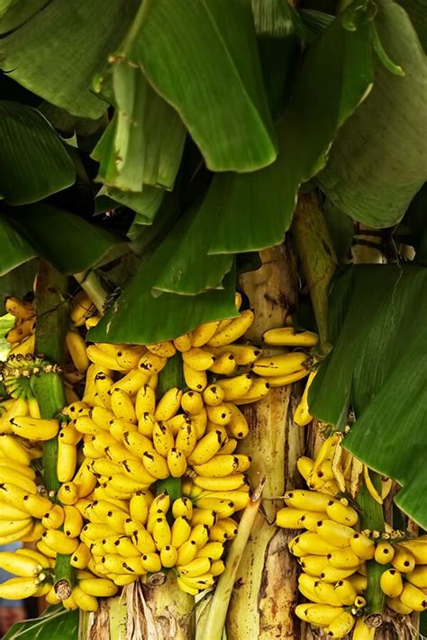 How To Grow Banana Plants Indoors And Outdoor Gowritter Banana Plants How To Grow Bananas