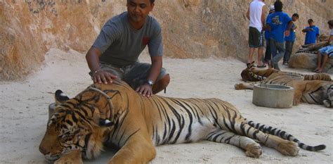 tinder s tiger selfies show the perils of wildlife close encounters