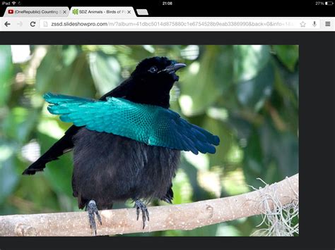 Superb bird of paradise at San Diego Zoo | Birds of paradise, Bird