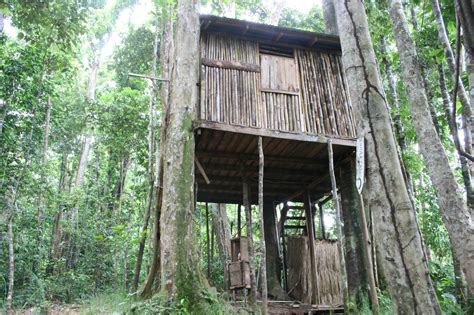 Bamboo Tree House 3 Rivers And Rosalie Forest Dominicas Original