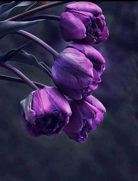 We did not find results for: NINA'S RECIPES.....: I LOVE PURPLE - Just sharing cute stuff !