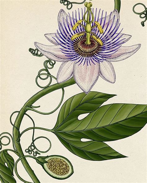 Katie Scott On Instagram “passiflora” Flower In 2020 Plant