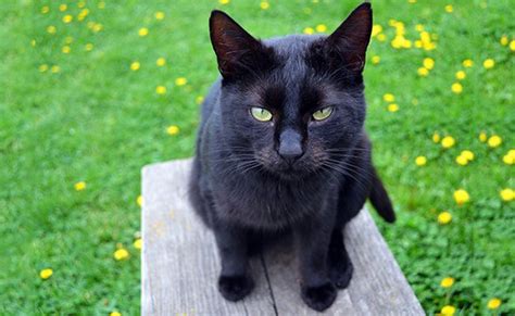 We did not find results for: 10 Black Cat Breeds - The Fascinating World Of Felines ...