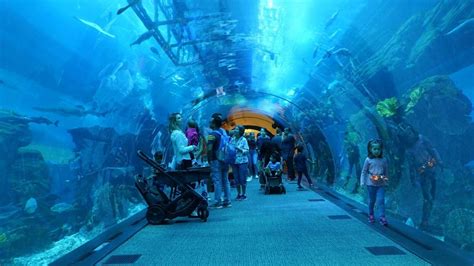 Dubai Mall Aquarium And Underwater Zoo Adil Musa Official Blog