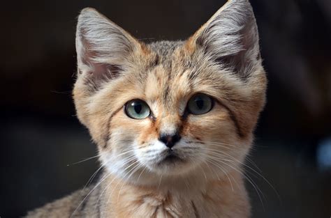 It may be hard to picture your precious pet as a vicious predator. Desert sand cats will look like kittens no matter how old ...