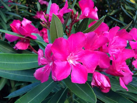 Pink Oleander Oleander Go Outside My Pictures The Outsiders Growing