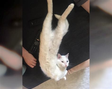 Craziest Cats In The Most Ridiculous Poses Page 29 Of 30 Bestpositive
