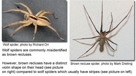 Common Spiders Of Maryland Maryland S Wild Acres 2024