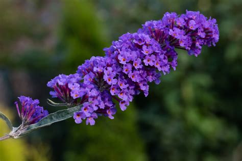 Buddleja Butterfly Bush Care And Growing Tips Horticulture
